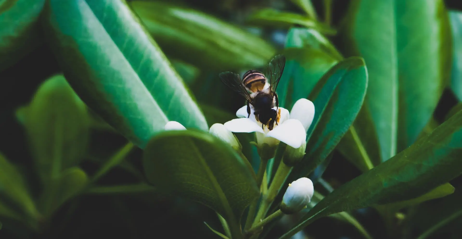 Buzz Sense desktop view