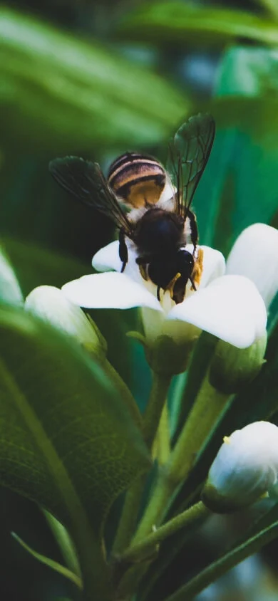 Buzz Sense mobile view